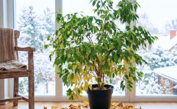 5 мест в квартире, куда нельзя ставить фикус Бенджамина зимой 5 мест в квартире, куда нельзя ставить фикус Бенджамина зимой