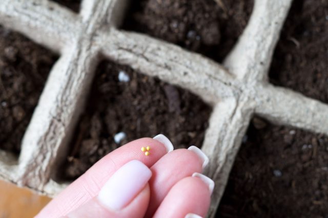 Гранулированные семена — спасение садовода, их хотя бы видно. Помните главное правило: раскладываем по поверхности и обязательно размачиваем оболочку водой из пульверизатора.