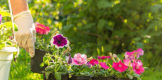 6 секретных приёмов для идеальной рассады петуний