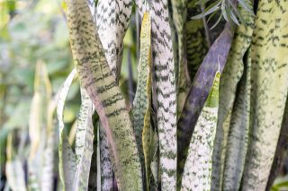 Сансевиерия «Зейланика» (Sansevieria trifasciata 'Zeylanica')