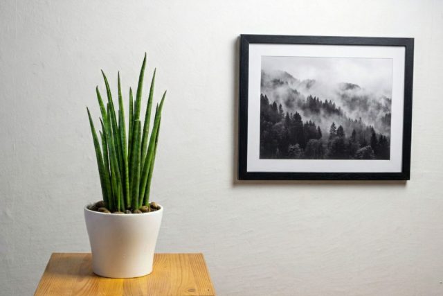 Сансевиерия цилиндрическая (Sansevieria cylindrica)