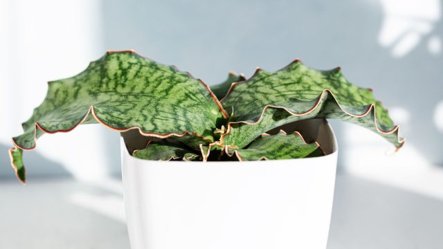 Сансевиерия Кирка (Sansevieria kirkii)