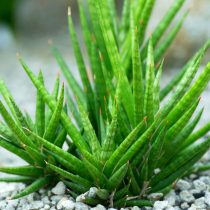 Сансевиерия эйльская (Sansevieria eilensis)