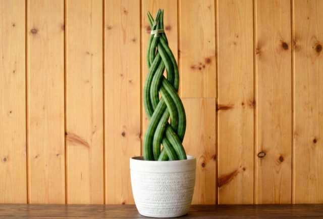 Заплетённые «косы» у цилиндрической сансевиерии выглядят эффектно, но идут против её природы. Изгиб листьев нарушает сокодвижение и создаёт напряжение в тканях, из-за чего растение тратит силы на форму, а не на рост и здоровье.