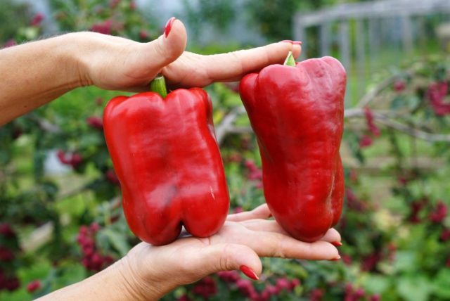 Сладкий перец Подарок Молдовы