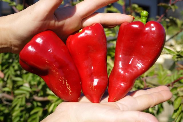 Сладкий перец Ласточка