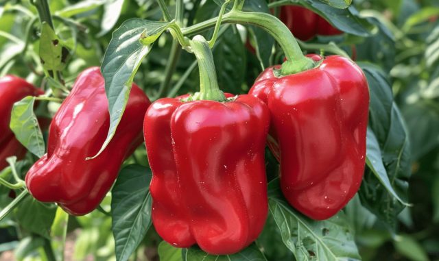 Сладкий перец Агаповский