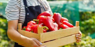 8 лучших сортов сладкого перца для фарширования - Сад и огород 8 лучших сортов сладкого перца для фарширования