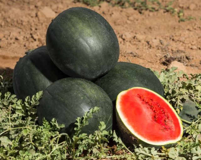 Огонёк. Скороспелый сорт с тёмной кожурой и сочной сладкой мякотью. Подходит для открытого грунта и теплиц.