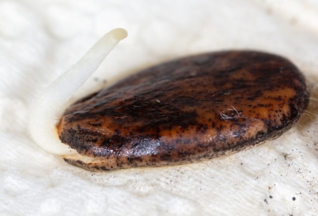 Проращивание — важный этап. После замачивания в марганцовке и теплой воде, семена держат во влажной ткани. Как только появляется белый корешок, семечко готово к посадке в грунт, что значительно ускоряет всходы.