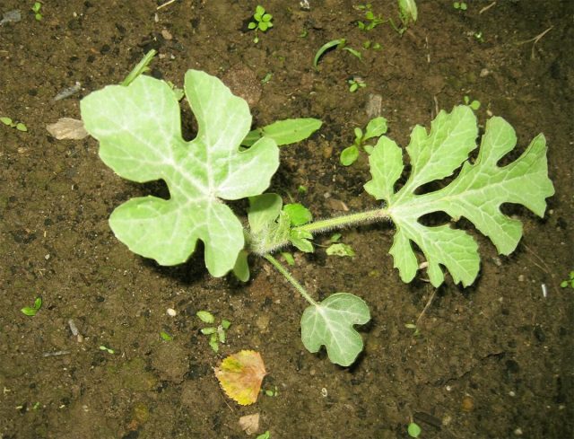 Лето выдалось прохладным, поэтому поливала я редко. Но в июне из-за холодных ночей пришлось повозиться: каждый вечер я накидывала на дуги пленку, а утром снимала. Так я спасала теплолюбивые посадки от низких температур.