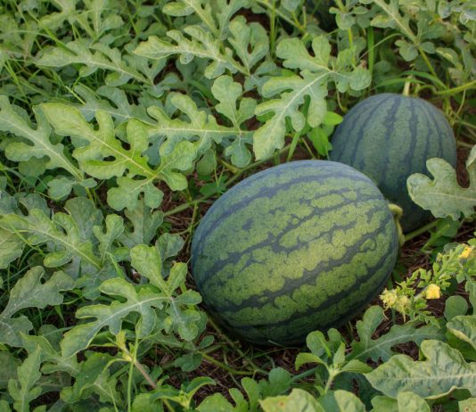 Арбузы созрели к сентябрю. Они полностью вызрели, но остались мелкими. Самым вкусным оказался Сахарный малыш, а Огонёк расстроил. Часть урожая, увы, погрызли мыши. Плоды съедобные, но до настоящей южной сладости им все же далеко.
