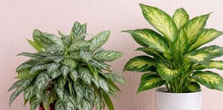 Чем отличаются диффенбахия от аглаонемы? Это нужно знать!