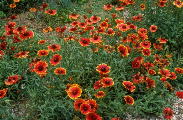 Гайллардия крупноцветковая (Gaillardia × grandiflora)