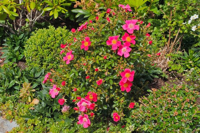 Шиповник морщинистый (Rosa rugosa)