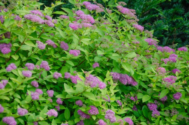 Спирея (Spiraea)