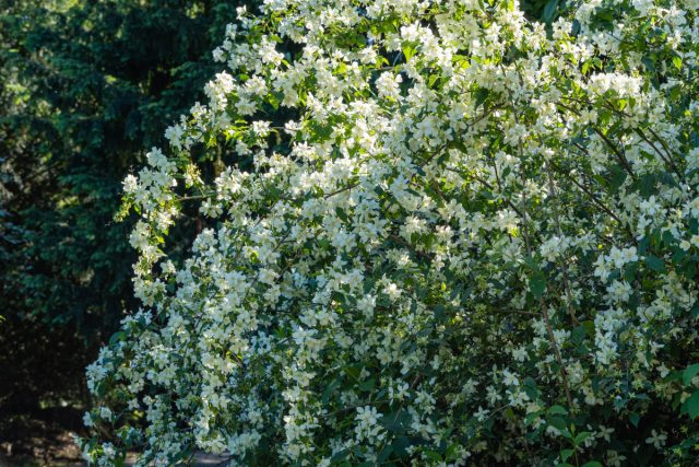 Чубушник (Philadelphus)