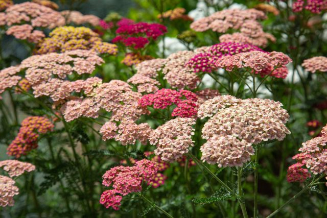 Тысячелистник (Achillea)