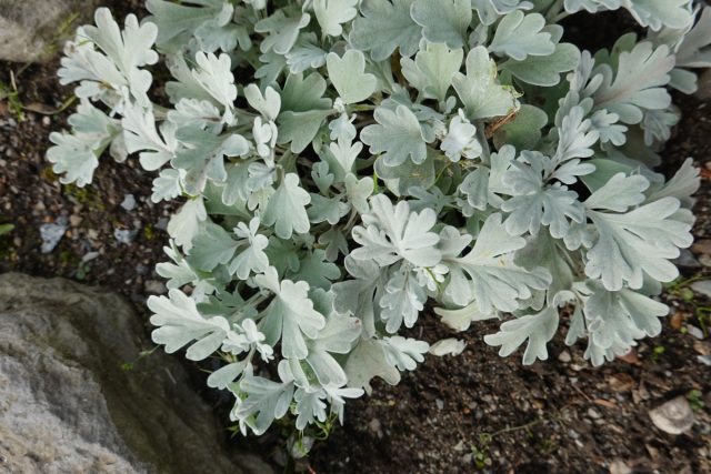 Полынь Стеллера (Artemisia stelleriana)