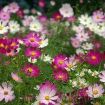 Космея (Cosmos bipinnatus)