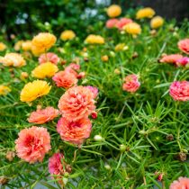 Портулак крупноцветковый (Portulaca grandiflora)