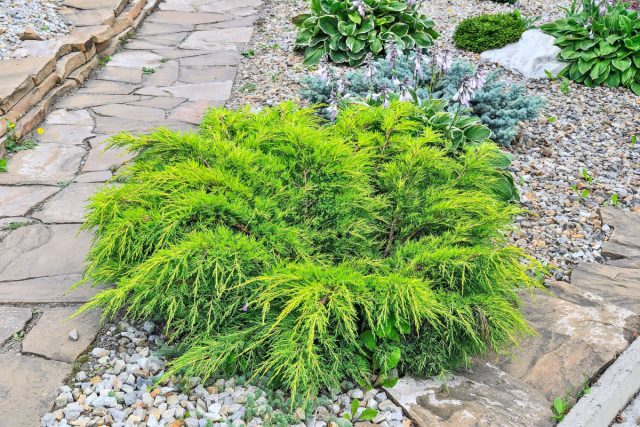 Можжевельник средний (Juniperus x media / pfitzeriana 'Gold Kissen') — это, пожалуй, один из лучших кандидатов для бедной почвы из нашего списка.