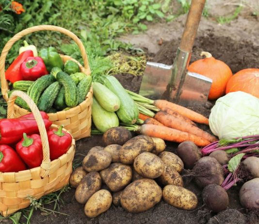 Что выращивать в сложные времена? 10 овощей, которые реально кормят