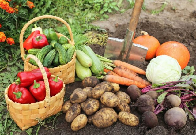 Что сажать в кризис? 10 культур, которые прокормят вас и семью