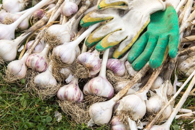 Лук и чеснок — обязательный минимум. Они хранятся без переработки, усиливают вкус любых блюд и защищают от сезонных дефицитов. Небольшая площадь даёт запас, без которого кухня просто не работает.