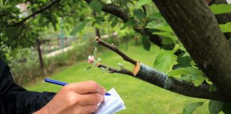 Дичка как подвой для плодовых деревьев: надежный фундамент вашего сада - Плодовые деревья и кустарники Дичка как подвой для плодовых деревьев: надежный фундамент вашего сада