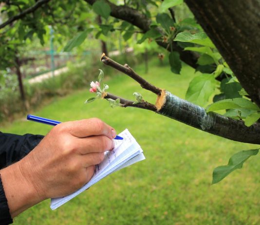 Дичка как подвой для плодовых деревьев: надежный фундамент вашего сада