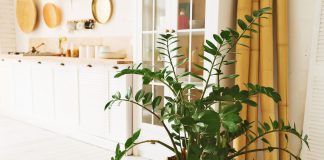 Замиокулькас как с обложки — 7 шагов к роскошному долларовому дереву