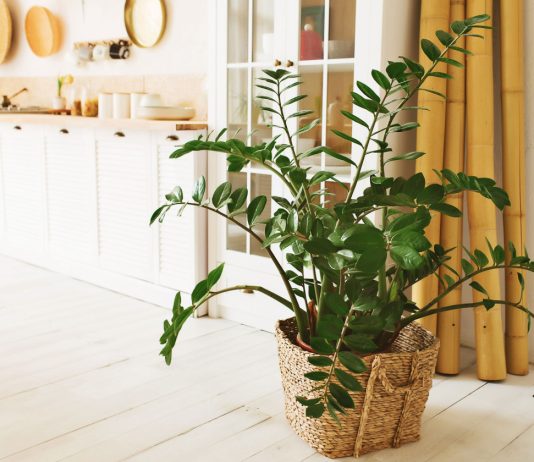 Замиокулькас как с обложки — 7 шагов к роскошному долларовому дереву