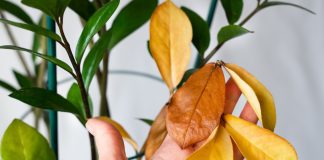 7 главных ошибок начинающих цветоводов — проверьте свои комнатные растения