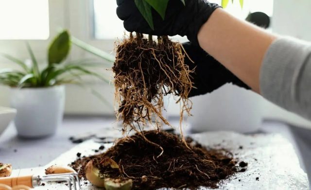 Если ситуация критическая, и из-за перелива развилась гниль, растение вынимают из горшка и промывают ему корневую систему.