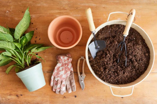 Орхидеям необходим субстрат из мха и коры, папоротникам – влагоёмкий и рыхлый грунт, азалиям – кислая почва, а кактусам бедная песчаная или каменистая земля, которая быстро просыхает.