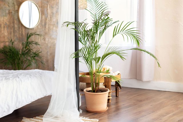 Хамедорея любит рассеянный свет и полутень, как в тропическом лесу под кронами деревьев. В глубине комнаты она чувствует себя лучше, чем на подоконнике, но в совсем тёмном углу рост замедляется и листья бледнеют.