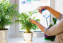 Хамедорея - 6 главных советов по уходу для красивой пальмы