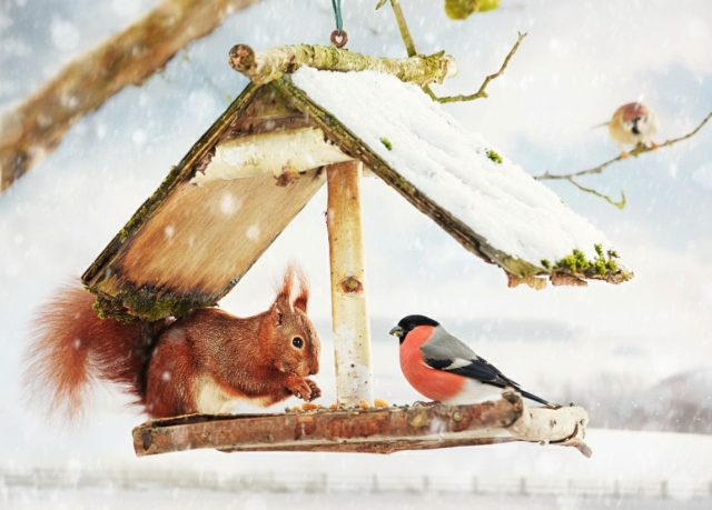 Как можно украсить сад вкусняшками для белок и птичек?