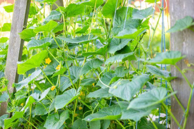 В интенсивном овощеводстве огурцы растут на шпалере, а нижние завязи и боковые побеги первых листьев удаляют. Это направляет всю энергию на мощный стебель и корни, обеспечивая здоровое и продуктивное растение.