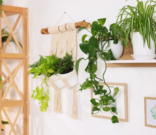 Как озеленить стены и потолок? Оригинальные идеи для квартиры - Своими руками Как озеленить стены и потолок? Оригинальные идеи для квартиры