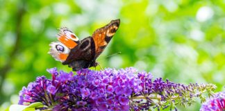 Как вырастить Буддлею Давида в своем саду - уникальный «бабочкин» куст