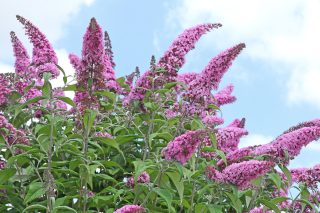 Буддлея Давида в фиолетовых оттенках. Буддлея Давида в фиолетовых оттенках.