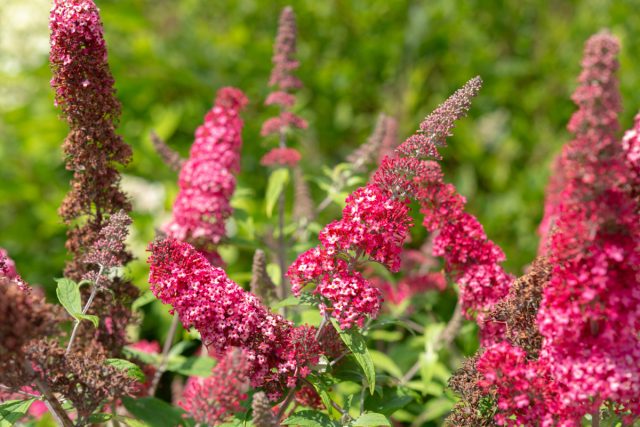 Что касается зимостойкости, «бабочкин куст» хорошо растет в пределах своей зоны морозостойкости (5-9 зоны) Что касается зимостойкости, «бабочкин куст» хорошо растет в пределах своей зоны морозостойкости (5-9 зоны)