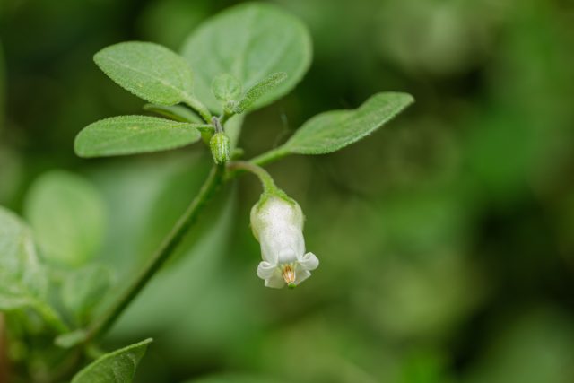 Ландыш пампасов, который можно съесть — мой странный опыт с сальпихроа