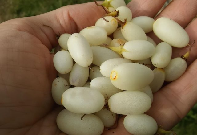 Второй сезон с ландышем пампасов: он выжил в морозы и разросся как сорняк. Ягоды мелкие, вкус невнятный, но послевкусие — фруктовый мед! Нашла им применение: добавила в яблочный компот. Получился тропический шедевр. Растение спорное, но интересное.