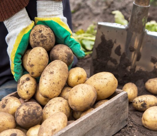 Картофель, которому доверяют — 9 самых надёжных и вкусных сортов - Сбор и хранение урожая Картофель, которому доверяют — 9 самых надёжных и вкусных сортов