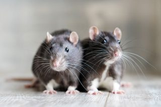 Большинство видов крыс не переносит одиночества, из-за чего нужно заводить как минимум двух крыс.