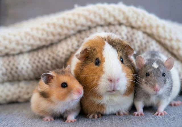 Кого лучше завести: хомяка, крысу или морскую свинку?