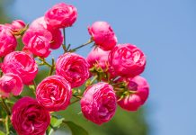 Идеальные розы для небольшого сада — яркие, компактные, стойкие